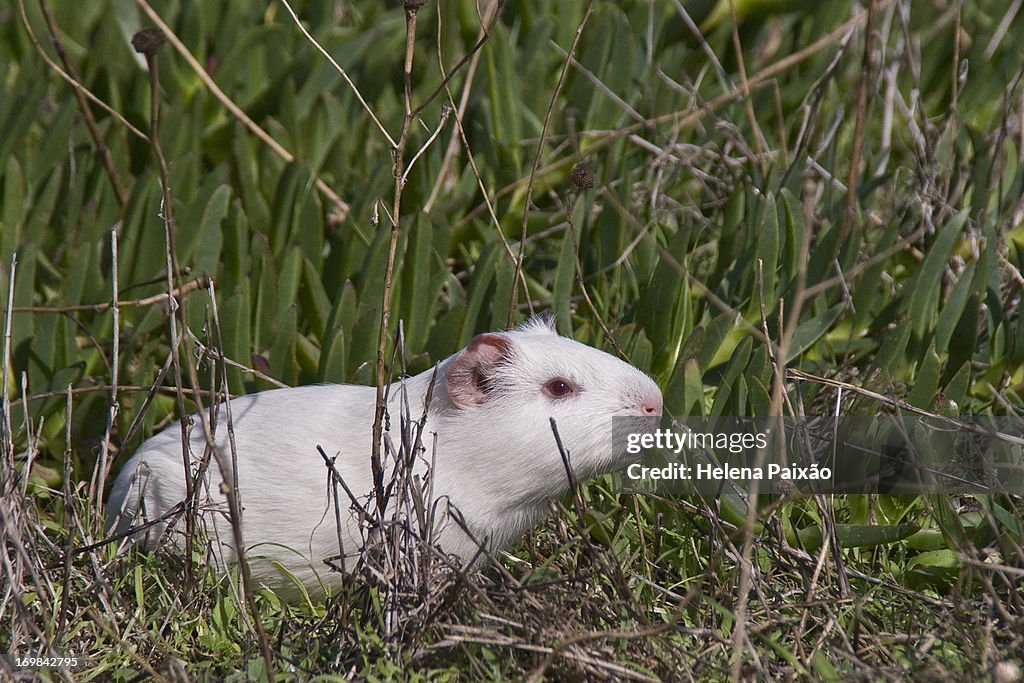 White guinea pig