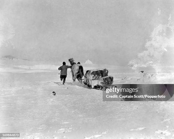 Chasing the pony Victor at Cape Evans photographed during the last, tragic voyage to Antarctica by Captain Robert Falcon Scott, circa October 1911....