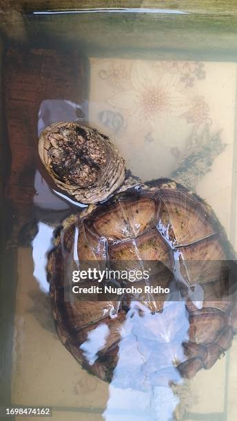 common snapping turtle pet in pond - turtle shell stock pictures, royalty-free photos & images