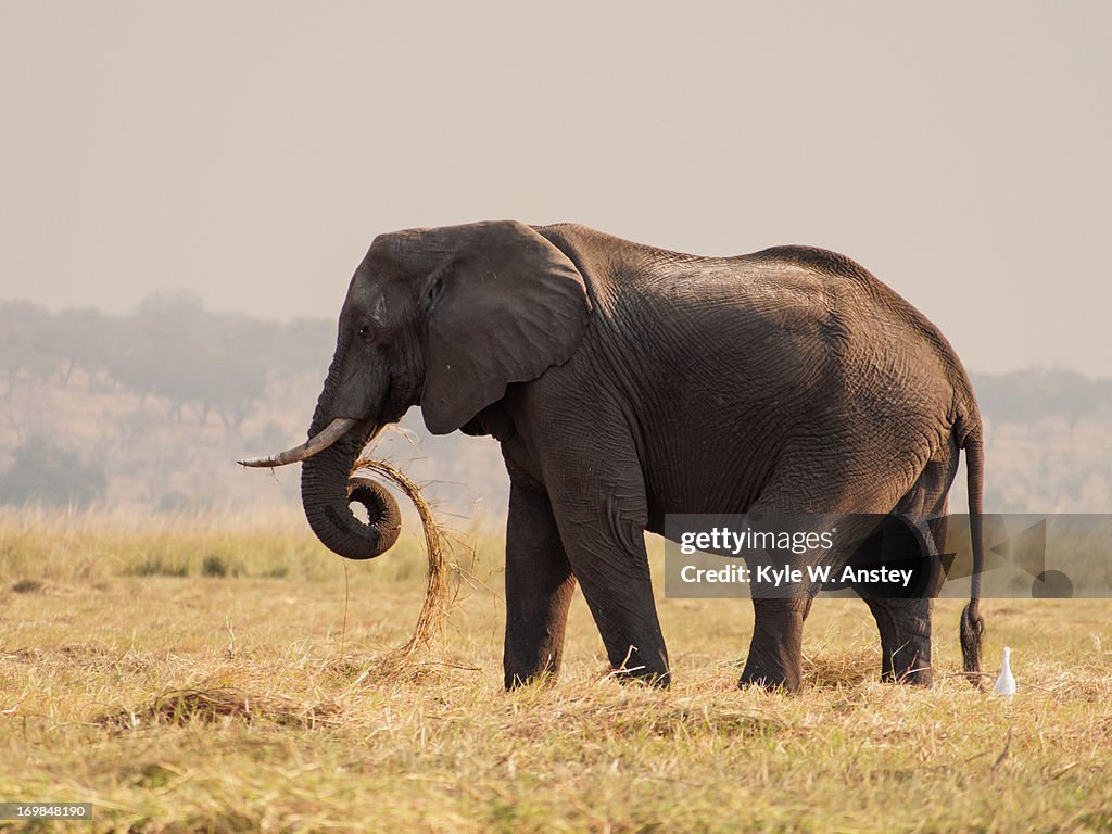 Chobe Curve