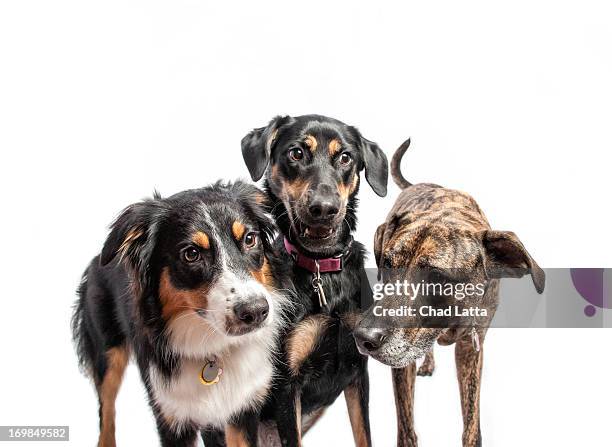 three dogs - três animais imagens e fotografias de stock