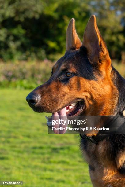 young black and tan german shepherd dog outdoors - pure bred dog stock pictures, royalty-free photos & images