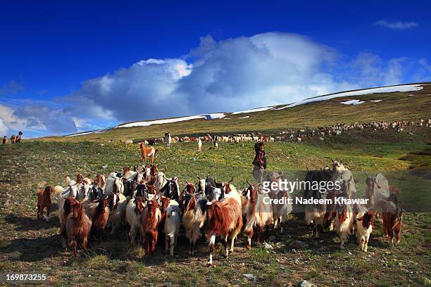 shepherd at deosai, pakistan - shepherd stock pictures, royalty-free photos & images
