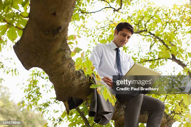 geschäftsmann mit laptop auf tree branch - rural scene stock-fotos und bilder