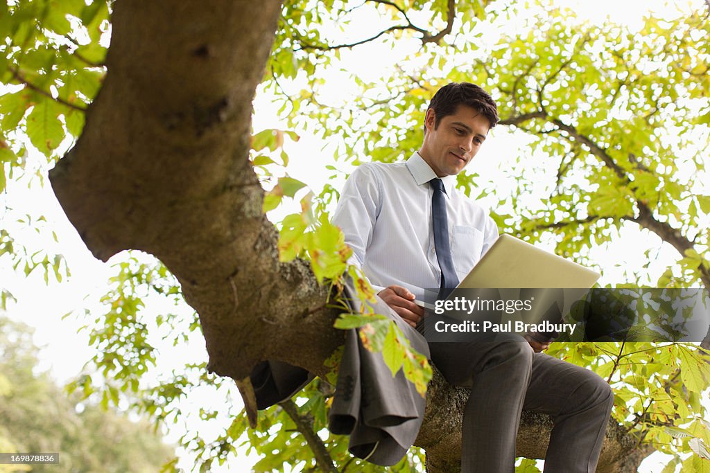 Businessman using laptop on tree branch
