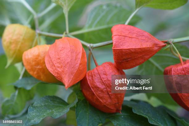 physalis alkekengi - lanterna cinese foto e immagini stock
