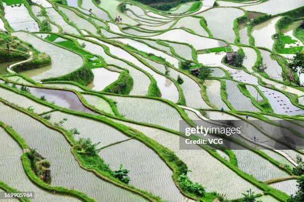 Terraced fields of rice paddies are farmed on June 4, 2013 in Jinping County, Guizhou Province of China. Chinese farmers were in busy farming season...