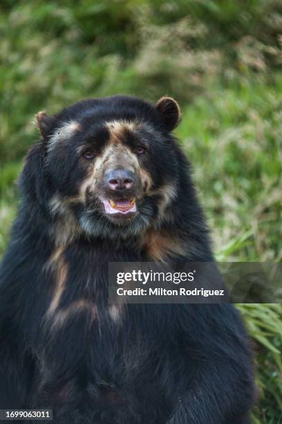 spectacled bear - spectacled bear stock pictures, royalty-free photos & images