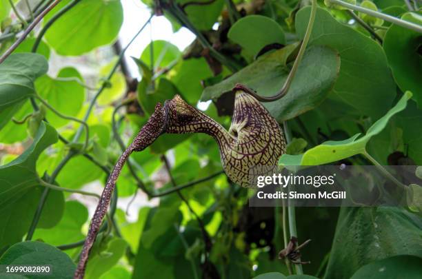 aristolochia ringens flower (commonly known in english as gaping dutchman's pipe or pipe vine and in spanish as capitana de corazón or gallito) - aristolochia stock pictures, royalty-free photos & images
