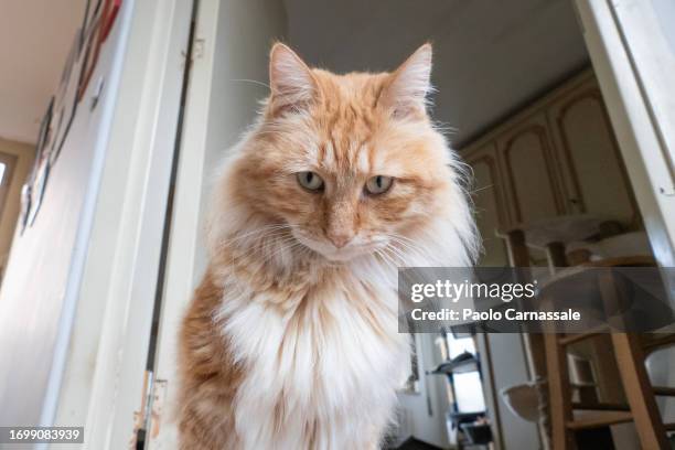 portrait of tabby cat looking at camera with curiosity - tierische nase stock-fotos und bilder