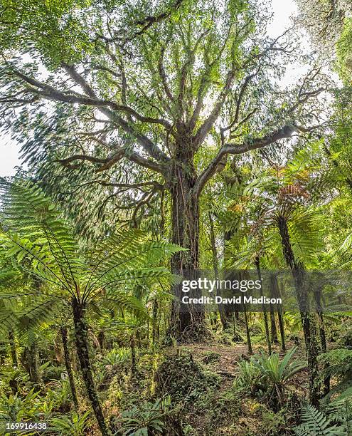 21 Rimu Tree Stock Photos, High-Res Pictures, and Images - Getty Images