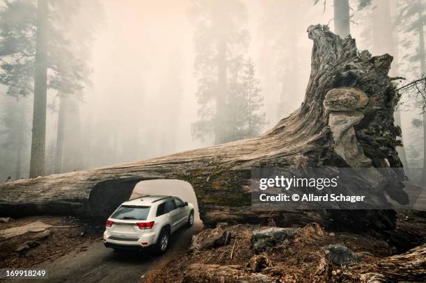 tunnel log, sequoia national park, usa - sports utility vehicle stock pictures, royalty-free photos & images