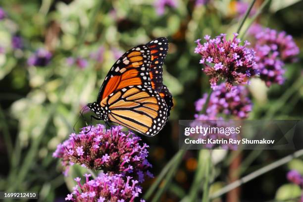 monarch butterfly on milkweed flower - milkweed stock-fotos und bilder