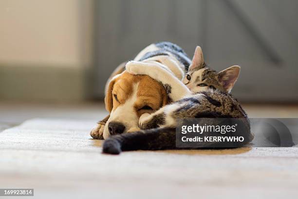 beagle dog and moggie cat having a cuddle - hund und katze stock-fotos und bilder