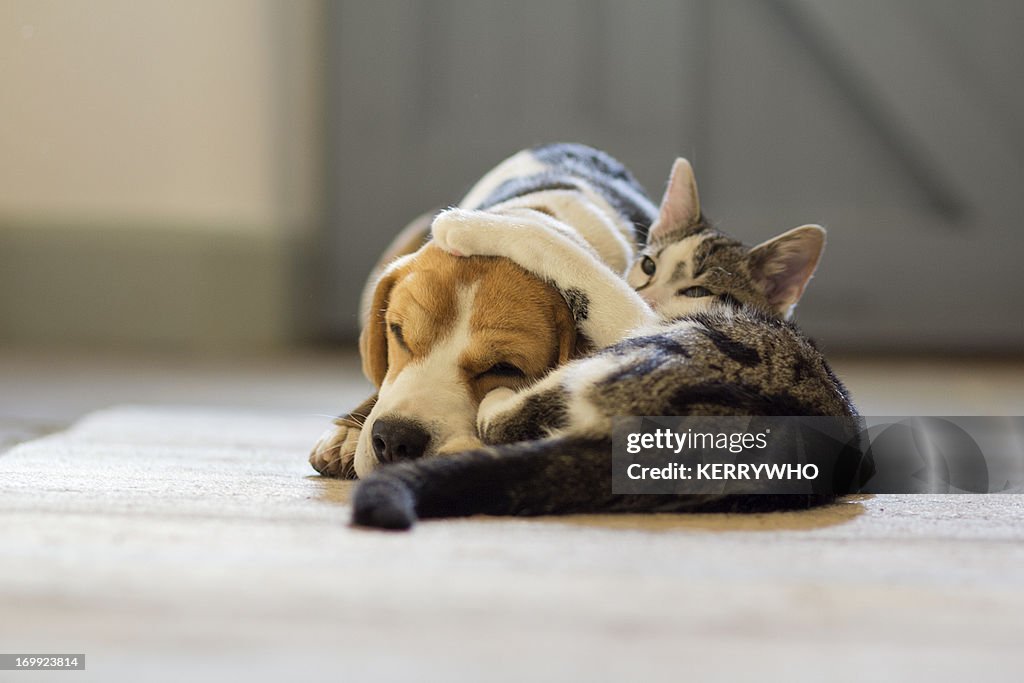 Beagle dog and moggie cat having a cuddle