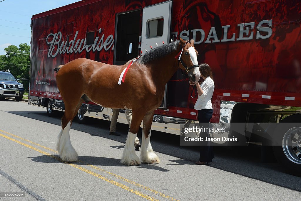 2013 CMA Music Festival - World Renowned Clydesdales Visit CMA Office