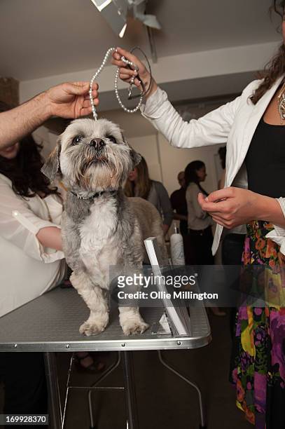 Guests and their dogs attend the petspyjamas.com fashion industry pet party hosted by Made in Chelsea star Rosie Fortescue with her Dachshund Noodle...