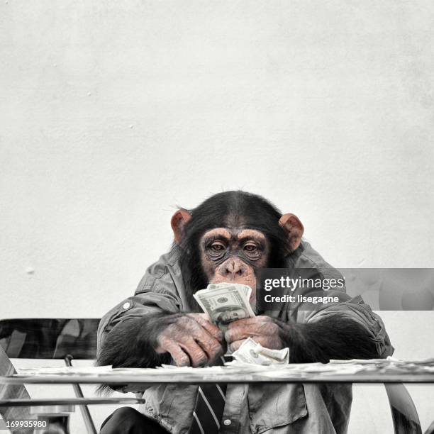 chimp mit bargeld - monkey stock-fotos und bilder