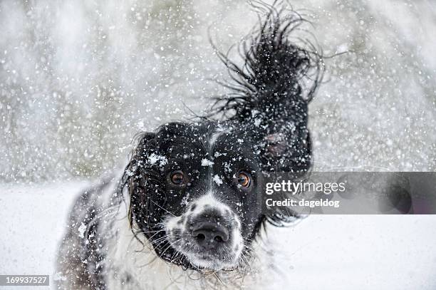 abominable snowdog - dog cute winter stock pictures, royalty-free photos & images