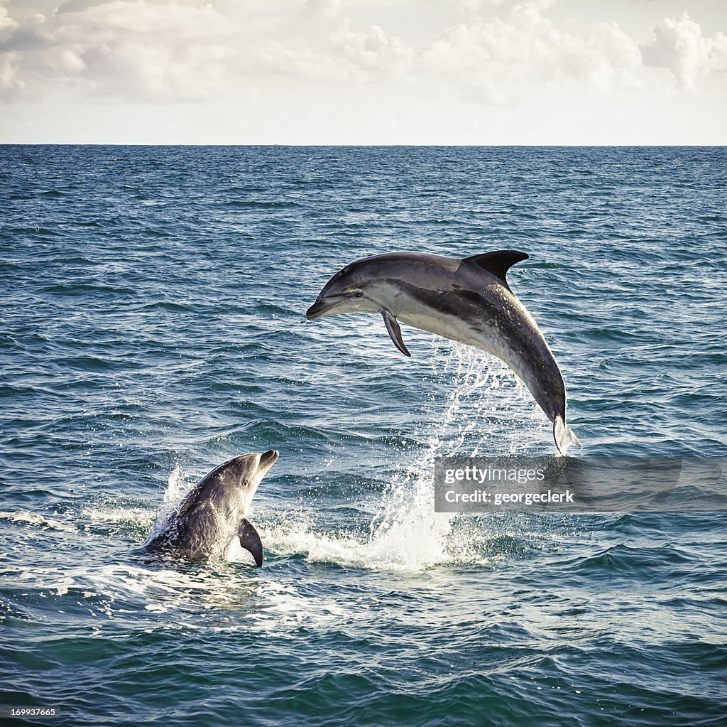 Dolphin Leap