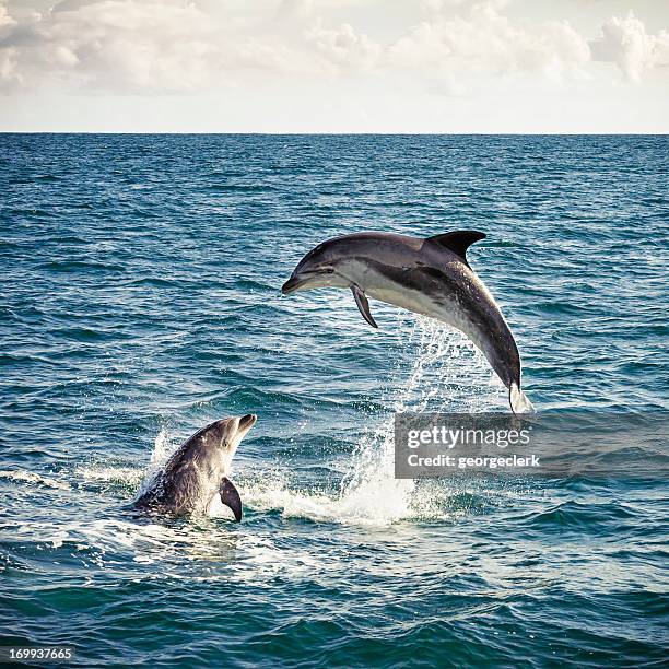 dolphin leap - bay of islands new zealand stock pictures, royalty-free photos & images