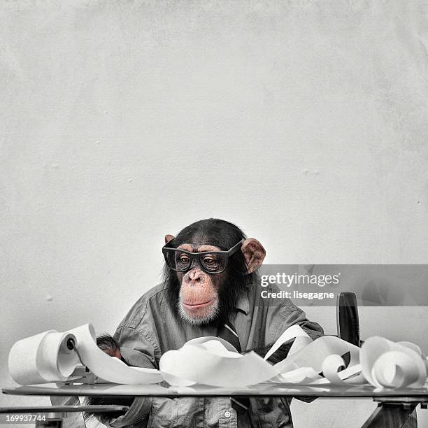 contabilista goofy chimp - monkey wearing glasses imagens e fotografias de stock