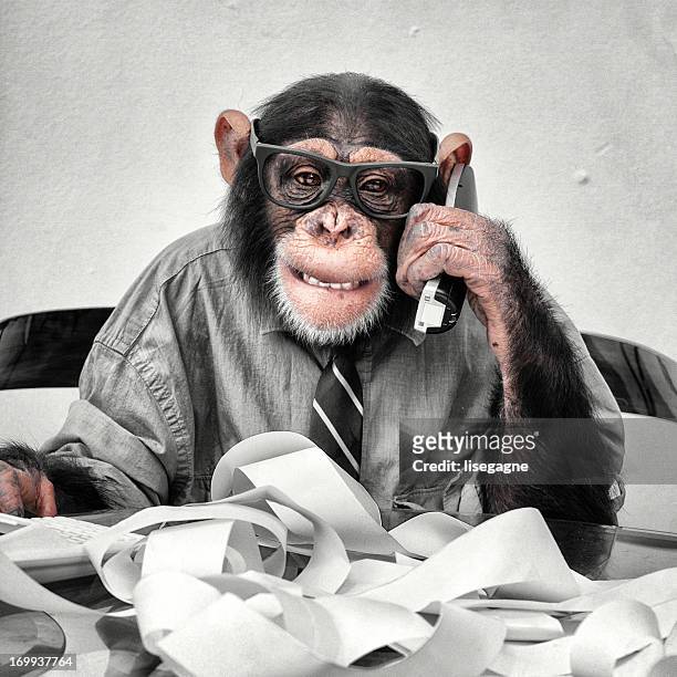 accountant goofy chimp - monkey wearing glasses stockfoto's en -beelden