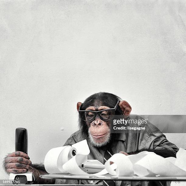 accountant goofy chimp - monkey wearing glasses stockfoto's en -beelden