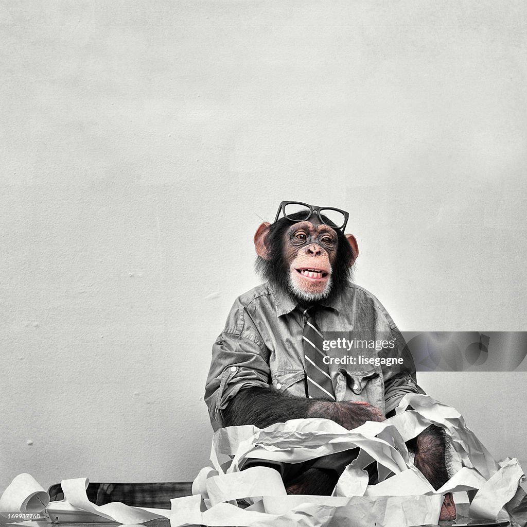 Accountant Goofy Chimp