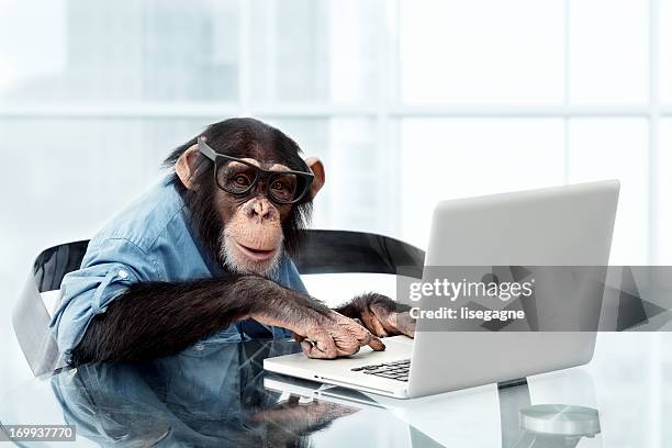 macho chimpanzé em roupas de negócios - monkey wearing glasses imagens e fotografias de stock