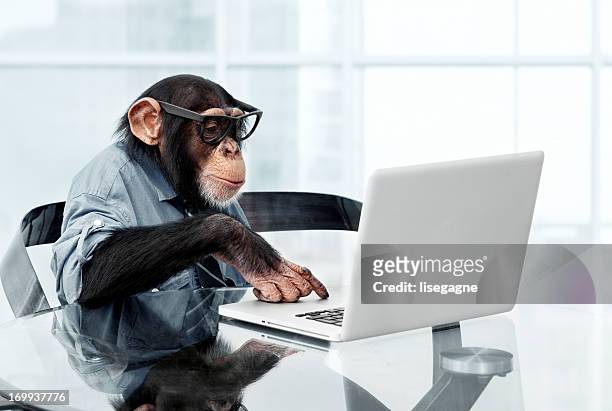male chimpanzee in business clothes - monkey wearing glasses stockfoto's en -beelden