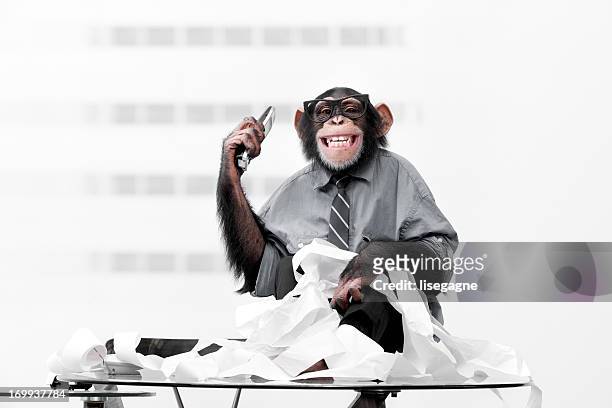 male chimpanzee in business clothes - monkey wearing glasses stockfoto's en -beelden