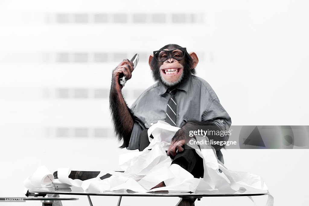 Male chimpanzee in business clothes