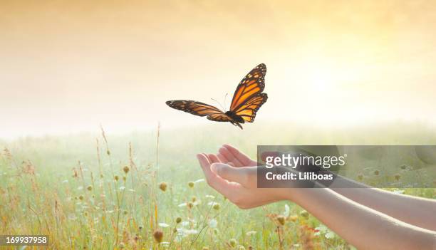 girl releasing a butterfly - monarchvlinder stockfoto's en -beelden