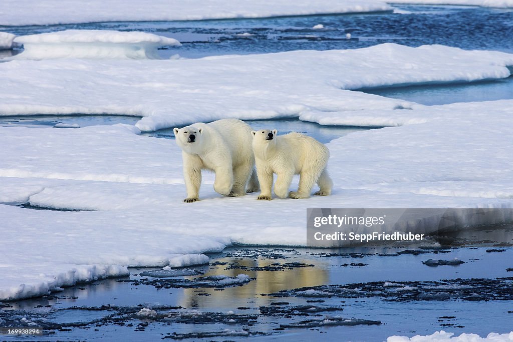 2 つの上にいる北極グマ氷盤水に囲まれています。