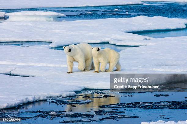 two polar bears on ice floe surrounded by water. - arctic images stock pictures, royalty-free photos & images