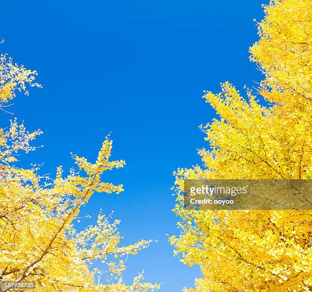 árvores de outono ginkgo - ginkgo tree - fotografias e filmes do acervo