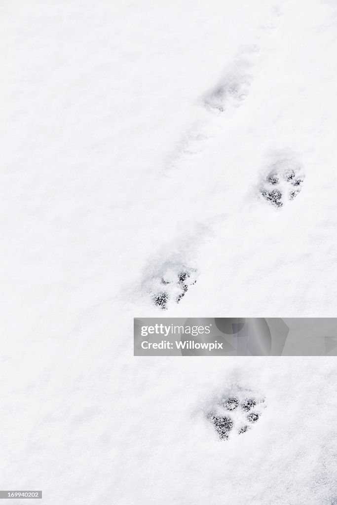 Running Dog Paw Prints im Schnee