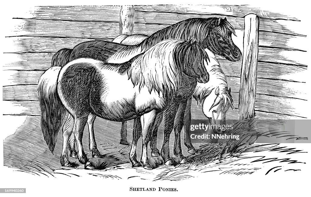 Shetland ponies
