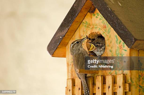 bewick's wren  thryomanes bewickii - birdhouse stock pictures, royalty-free photos & images