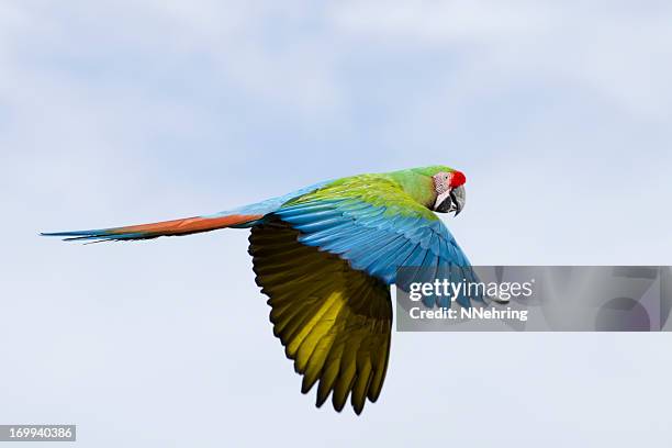 military macaw, ara militaris, flying - ara militaris militaris stock pictures, royalty-free photos & images
