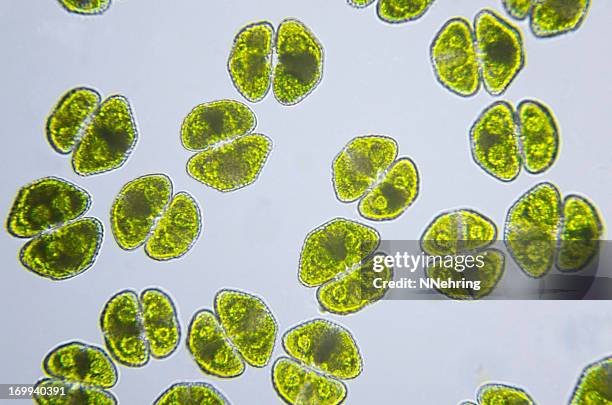 algae, cosmarium turpinii, micrograph - groene-alg stockfoto's en -beelden