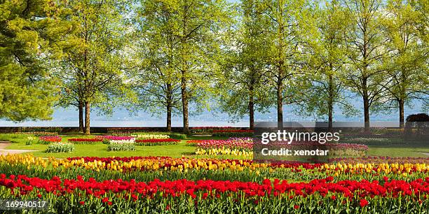 belo jardim tulipa, perto do lago de genebra - genf - fotografias e filmes do acervo