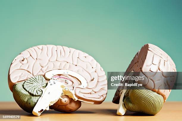 what's on your mind? model brain split in two - right cerebral hemisphere stock pictures, royalty-free photos & images