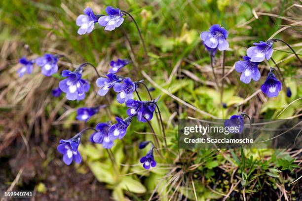 common butterwort - wild flowers - pinguicula vulgaris stock pictures, royalty-free photos & images