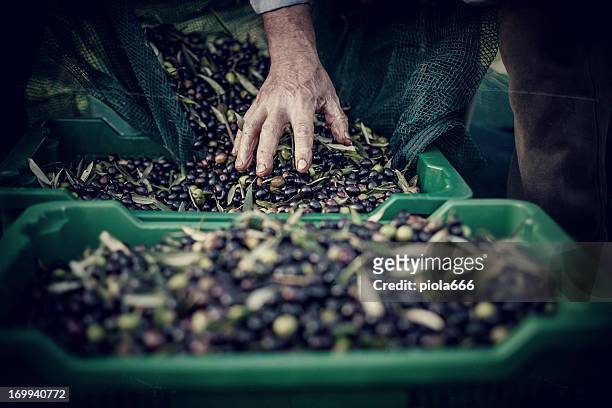 peasant hands during olives harvesting - olive tree hand stock pictures, royalty-free photos & images