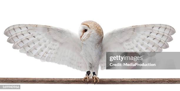 barbagianni comune - owl foto e immagini stock