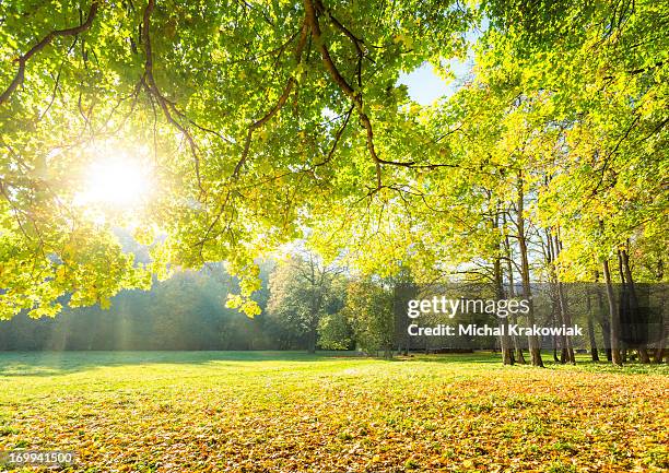 glade - open-plek stockfoto's en -beelden