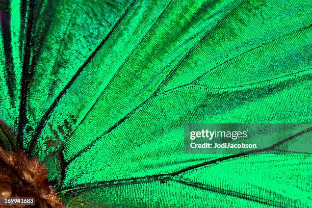 butterfly wing background :malachite - butterfly effect stockfoto's en -beelden