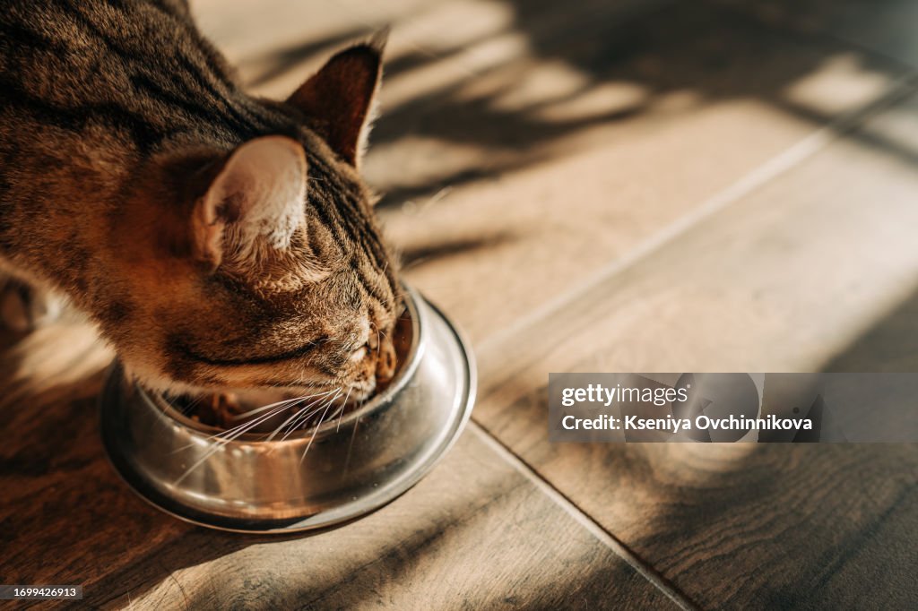 Beautiful feline cat eating on a metal bowl. Cute domestic animal.